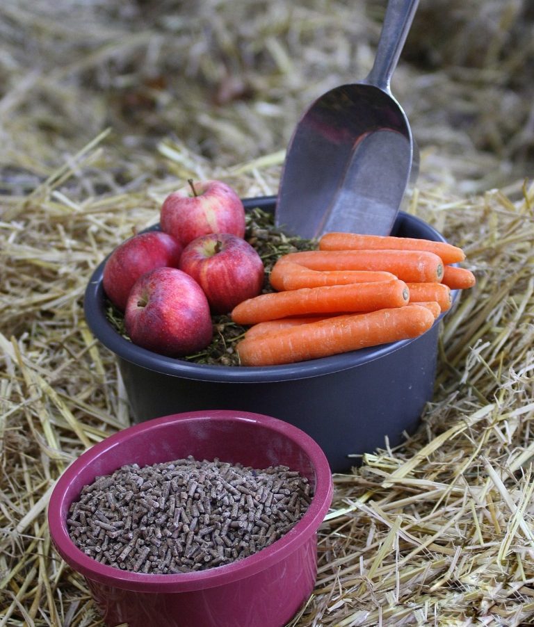 Unabhängige Pferdefutterberatung Ernährungsberatung für Pferde in Haltern